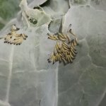 P. brassicae al secondo stadio - Foto I. Grassi